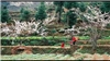 Hoa Đào Vùng Cao